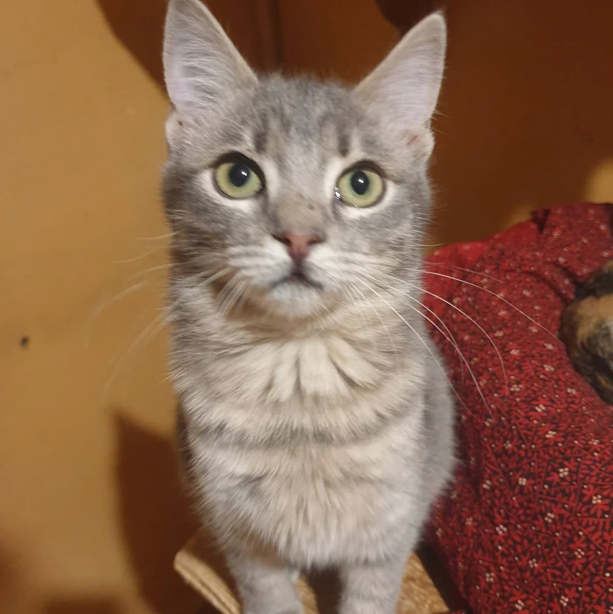 Aaron Samuel, male Mixed Breed for adoption at Glücksnasen e.V. Tierschutzverein — photo 8 of 13