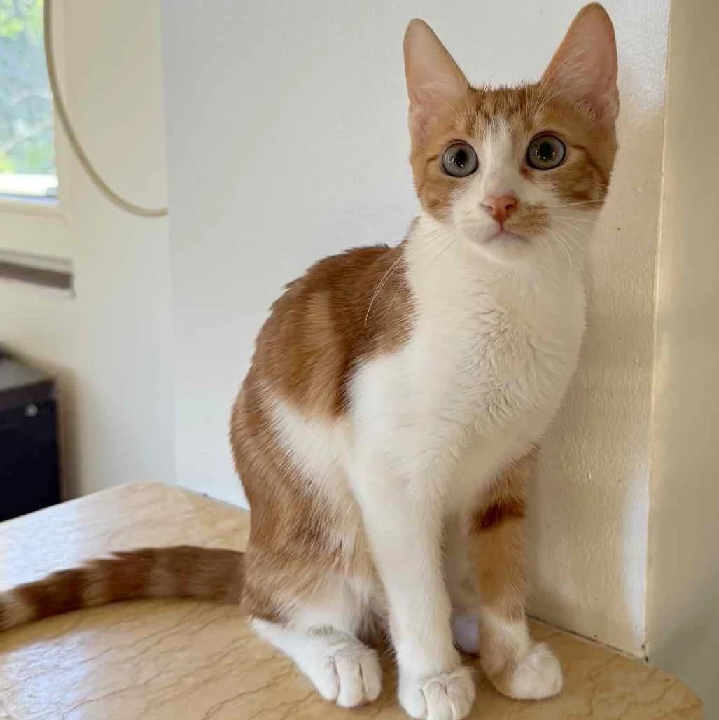 Alani, female Mixed Breed for adoption at Glücksnasen e.V. Tierschutzverein