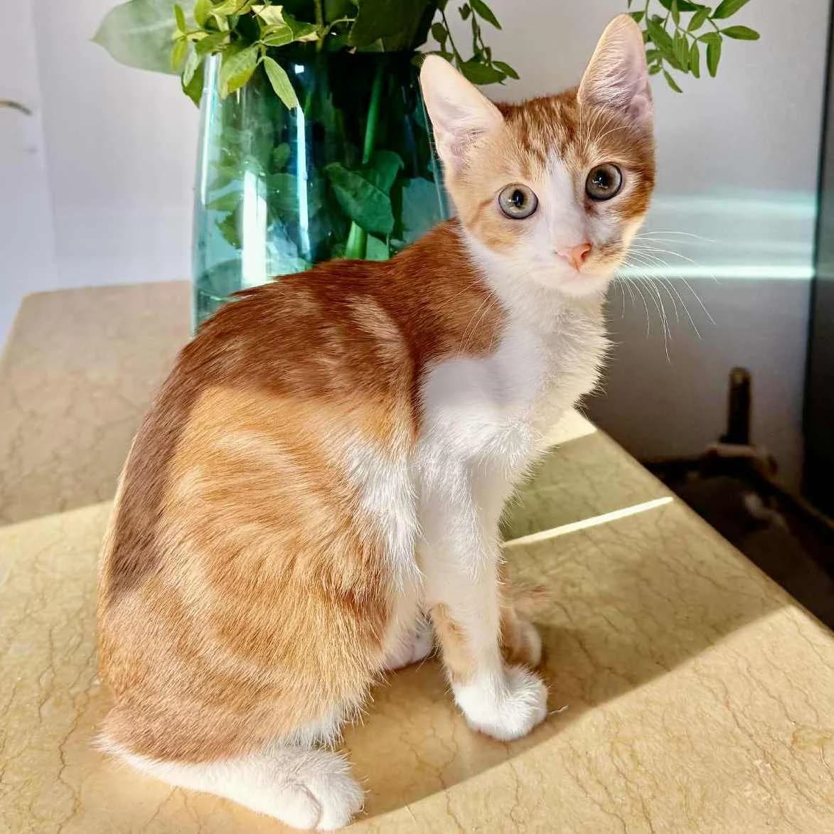 Alani, female Mixed Breed for adoption at Glücksnasen e.V. Tierschutzverein — photo 2 of 7