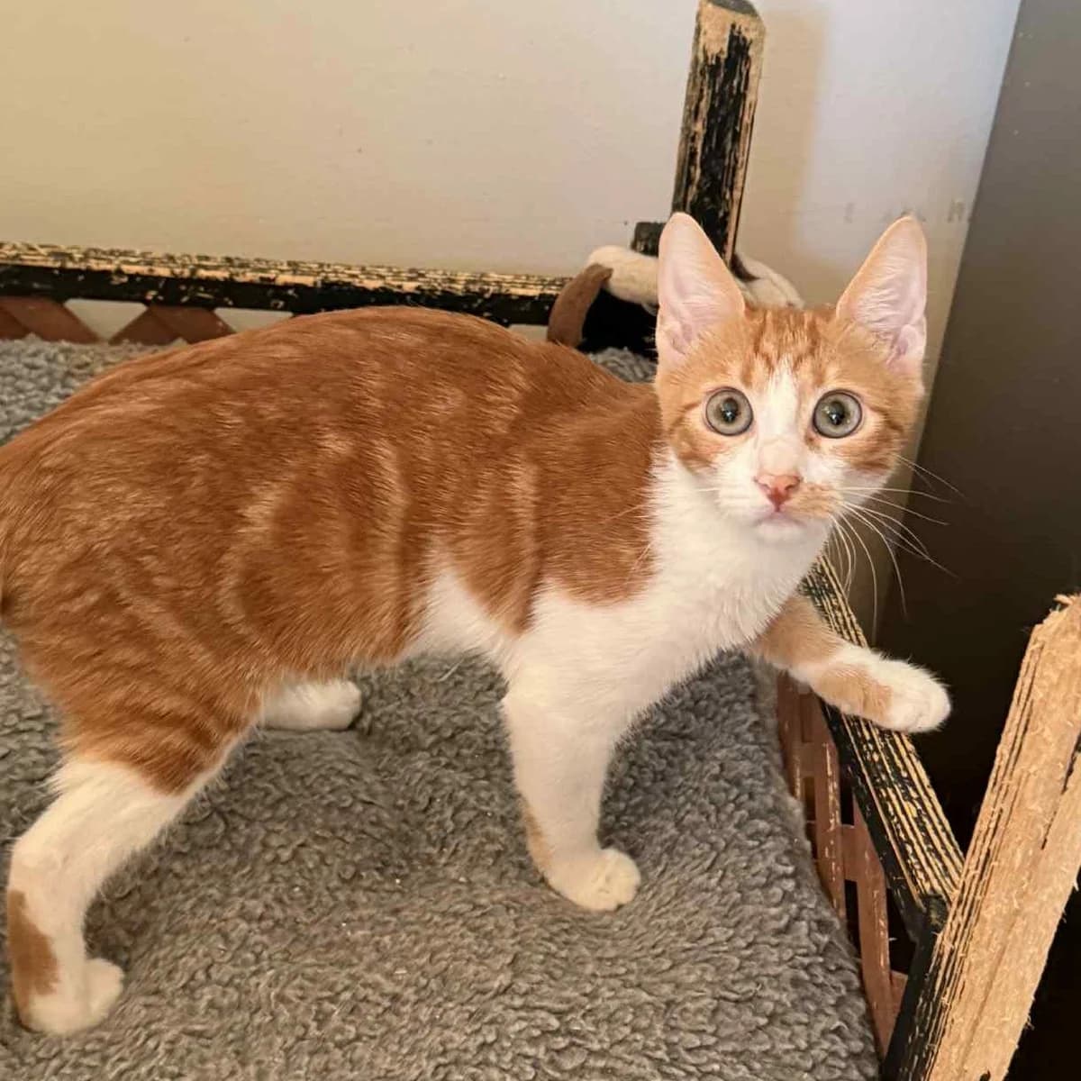 Alani, female Mixed Breed for adoption at Glücksnasen e.V. Tierschutzverein — photo 3 of 7