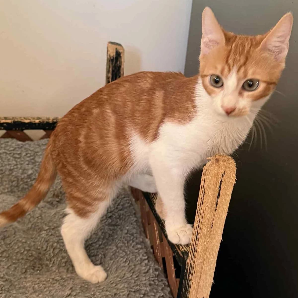 Alani, female Mixed Breed for adoption at Glücksnasen e.V. Tierschutzverein — photo 4 of 7