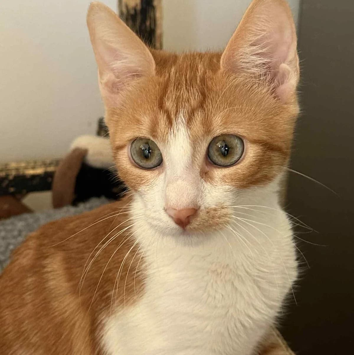 Alani, female Mixed Breed for adoption at Glücksnasen e.V. Tierschutzverein — photo 5 of 7