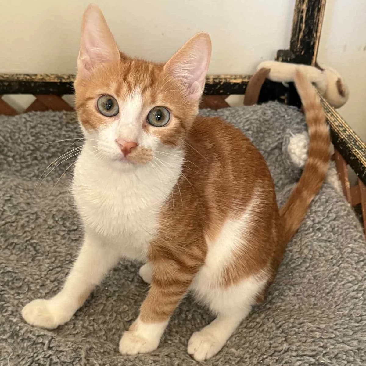 Alani, female Mixed Breed for adoption at Glücksnasen e.V. Tierschutzverein — photo 6 of 7