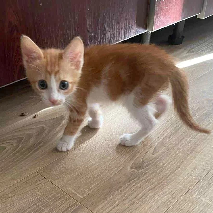 Alani, female Mixed Breed for adoption at Glücksnasen e.V. Tierschutzverein — photo 7 of 7