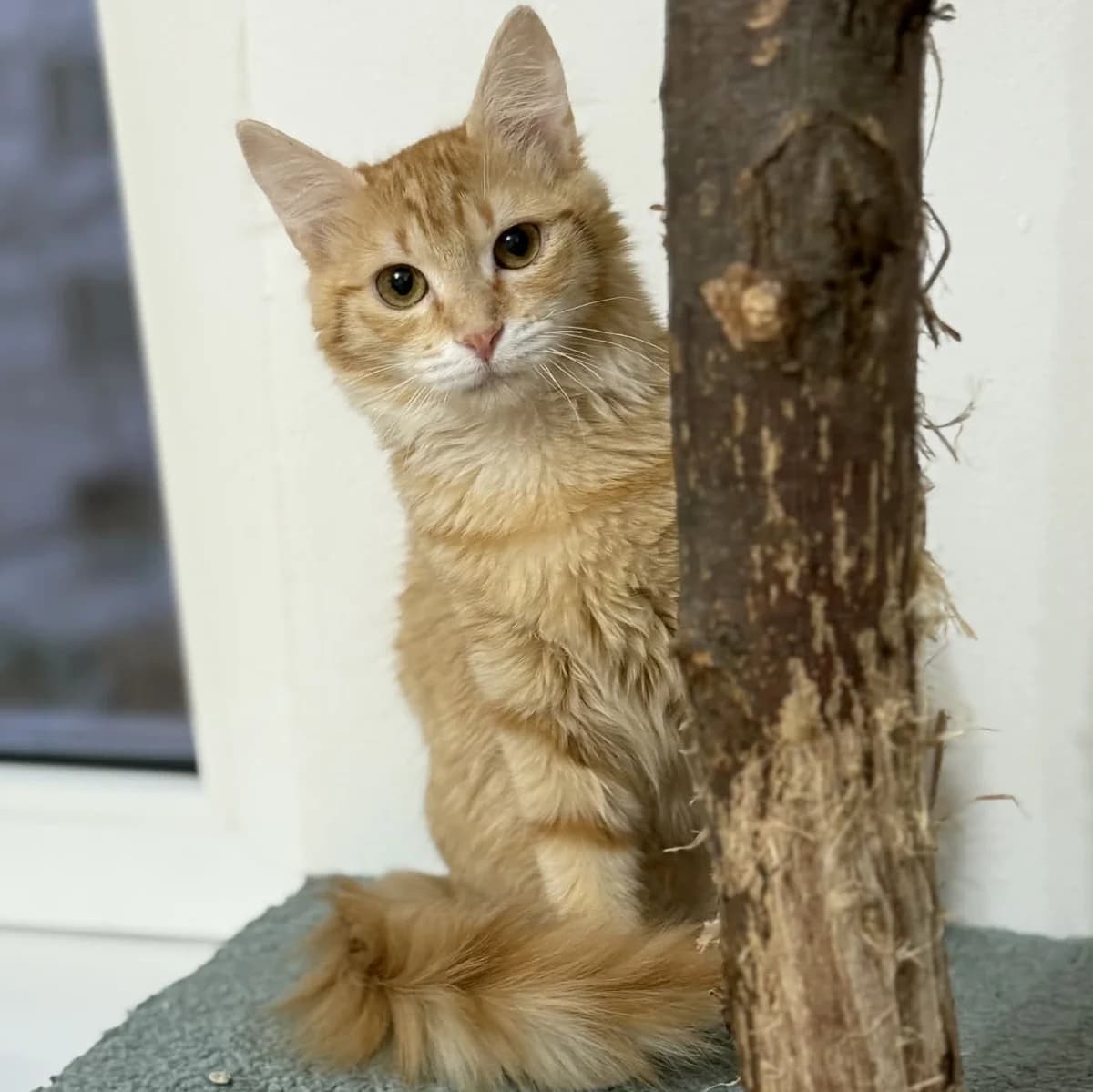 Ciufi, female Mixed Breed for adoption at Glücksnasen e.V. Tierschutzverein