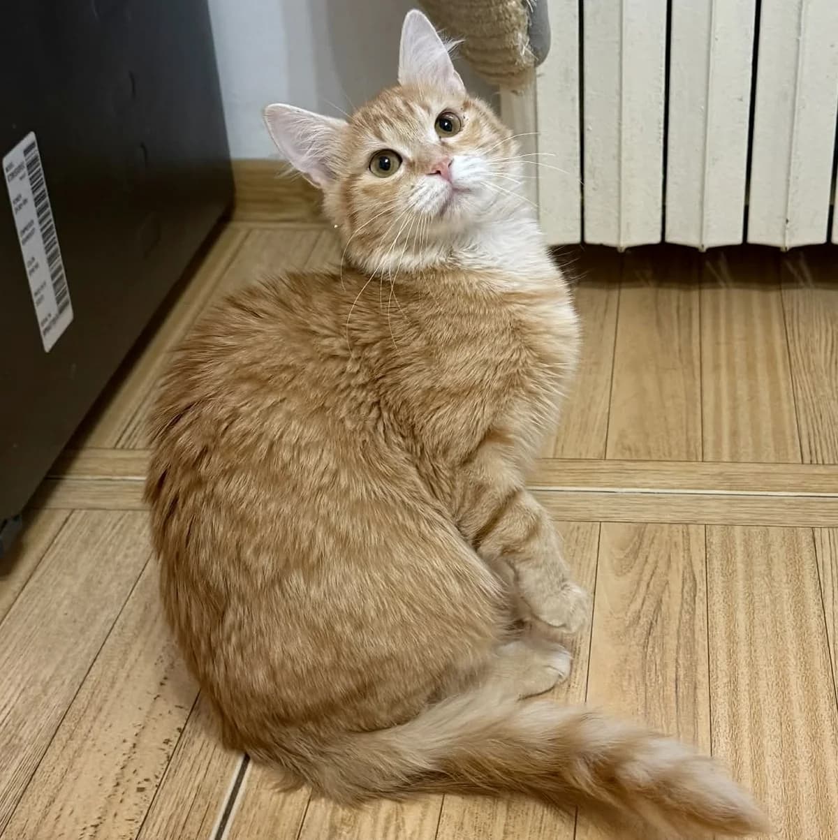 Ciufi, female Mixed Breed for adoption at Glücksnasen e.V. Tierschutzverein — photo 2 of 7