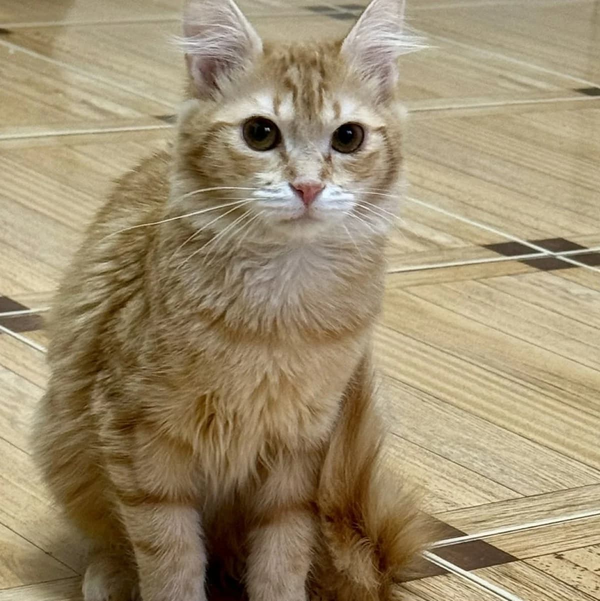 Ciufi, female Mixed Breed for adoption at Glücksnasen e.V. Tierschutzverein — photo 3 of 7