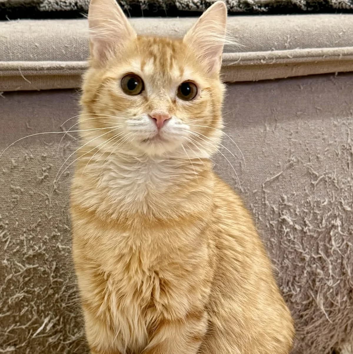 Ciufi, female Mixed Breed for adoption at Glücksnasen e.V. Tierschutzverein — photo 4 of 7