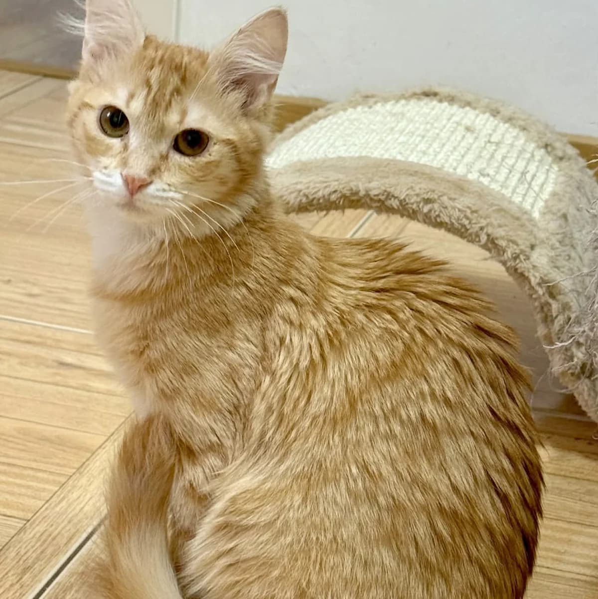 Ciufi, female Mixed Breed for adoption at Glücksnasen e.V. Tierschutzverein — photo 5 of 7