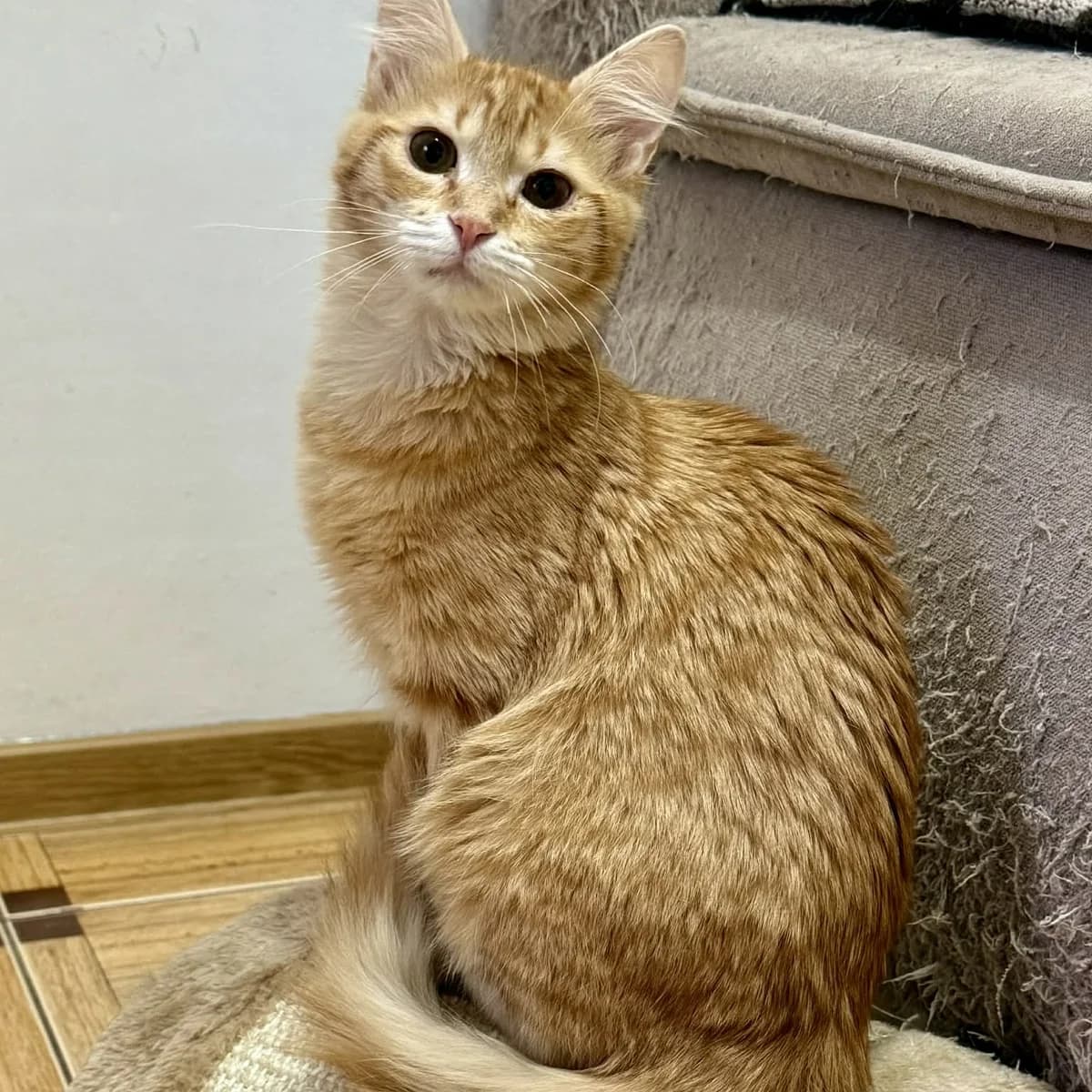 Ciufi, female Mixed Breed for adoption at Glücksnasen e.V. Tierschutzverein — photo 6 of 7