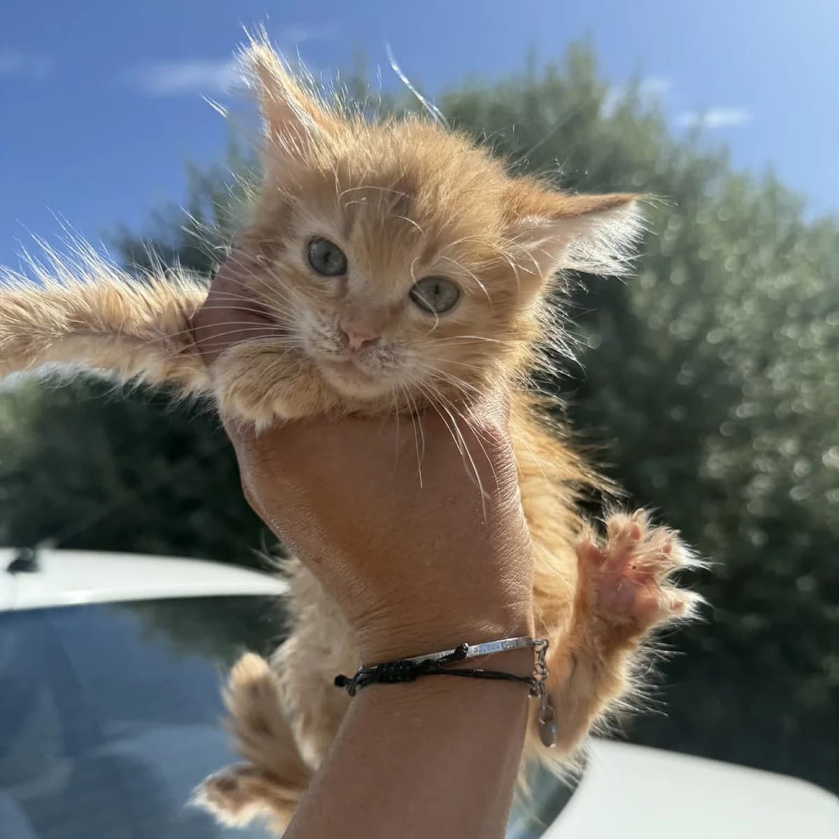 Ciufi, female Mixed Breed for adoption at Glücksnasen e.V. Tierschutzverein — photo 7 of 7