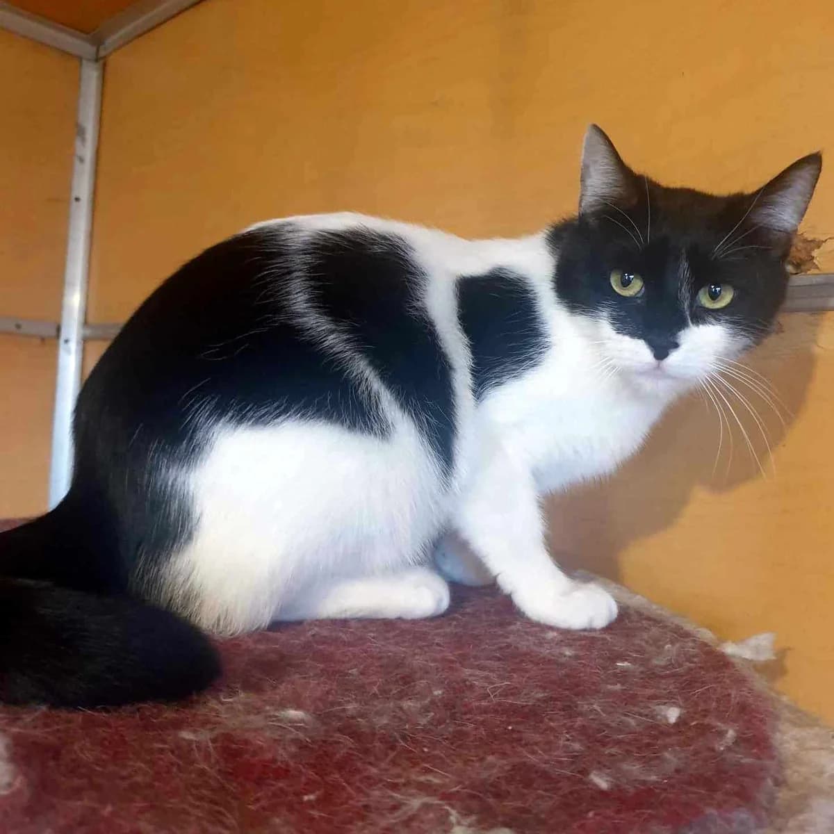 Eleni, female 4yo Mixed Breed for adoption at Glücksnasen e.V. Tierschutzverein