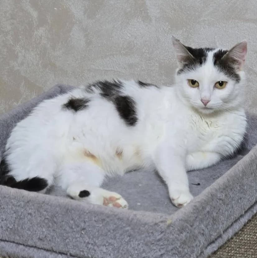 Elise, female young Mixed Breed for adoption at Glücksnasen e.V. Tierschutzverein