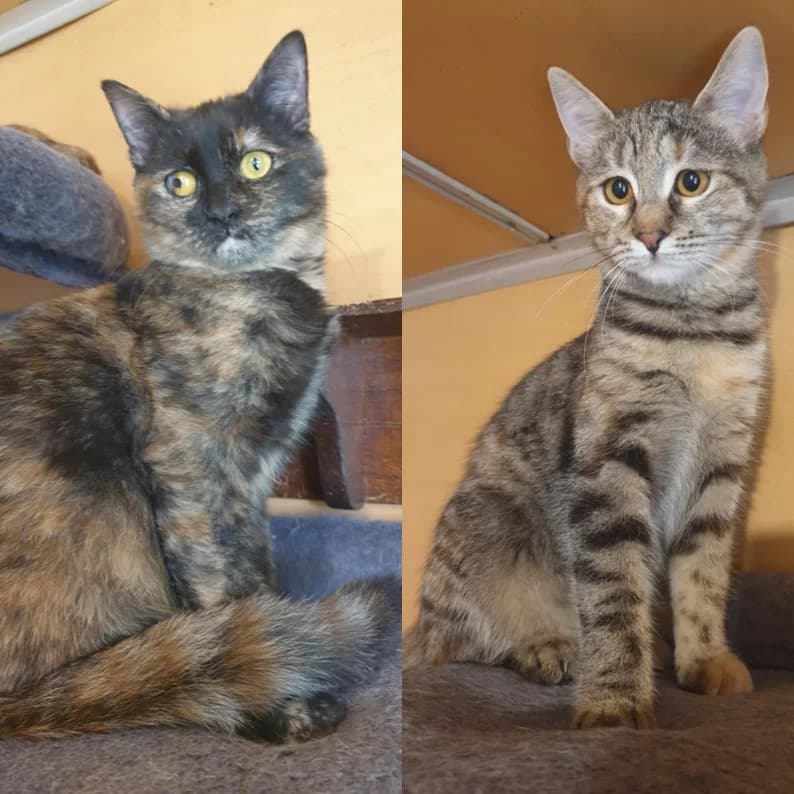 Emira Agathe, female Mixed Breed for adoption at Glücksnasen e.V. Tierschutzverein