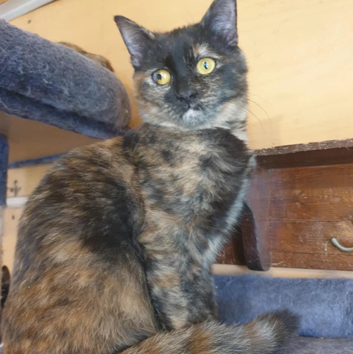 Emira Agathe, female Mixed Breed for adoption at Glücksnasen e.V. Tierschutzverein — photo 2 of 16