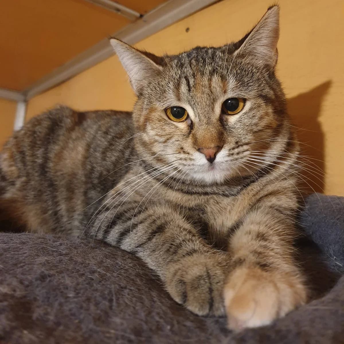 Emira Agathe, female Mixed Breed for adoption at Glücksnasen e.V. Tierschutzverein — photo 3 of 16