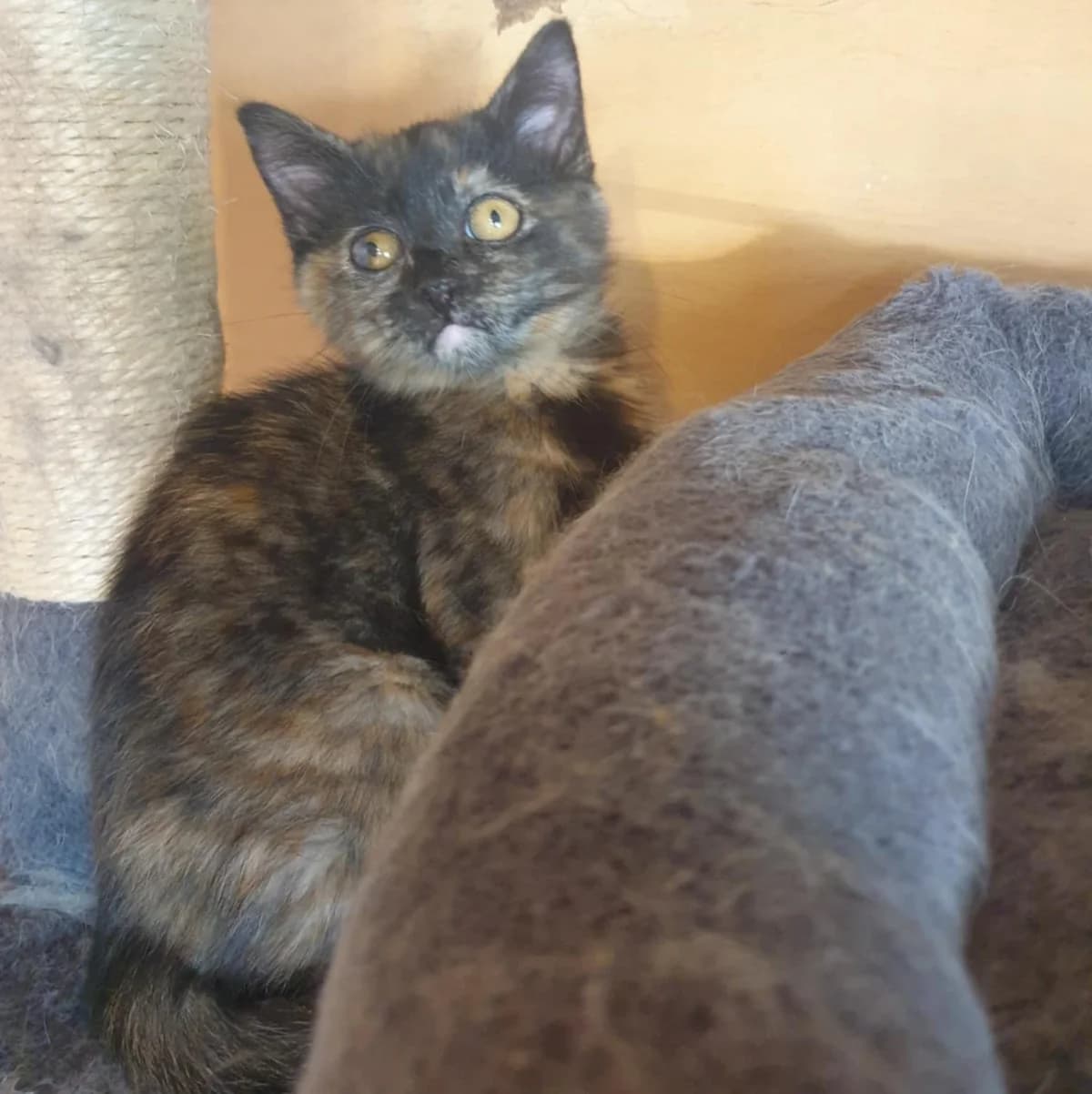 Emira Agathe, female Mixed Breed for adoption at Glücksnasen e.V. Tierschutzverein — photo 4 of 16