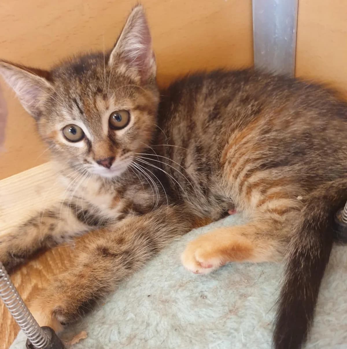 Emira Agathe, female Mixed Breed for adoption at Glücksnasen e.V. Tierschutzverein — photo 5 of 16