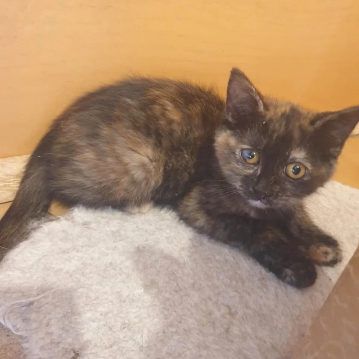 Emira Agathe, female Mixed Breed for adoption at Glücksnasen e.V. Tierschutzverein — photo 6 of 16