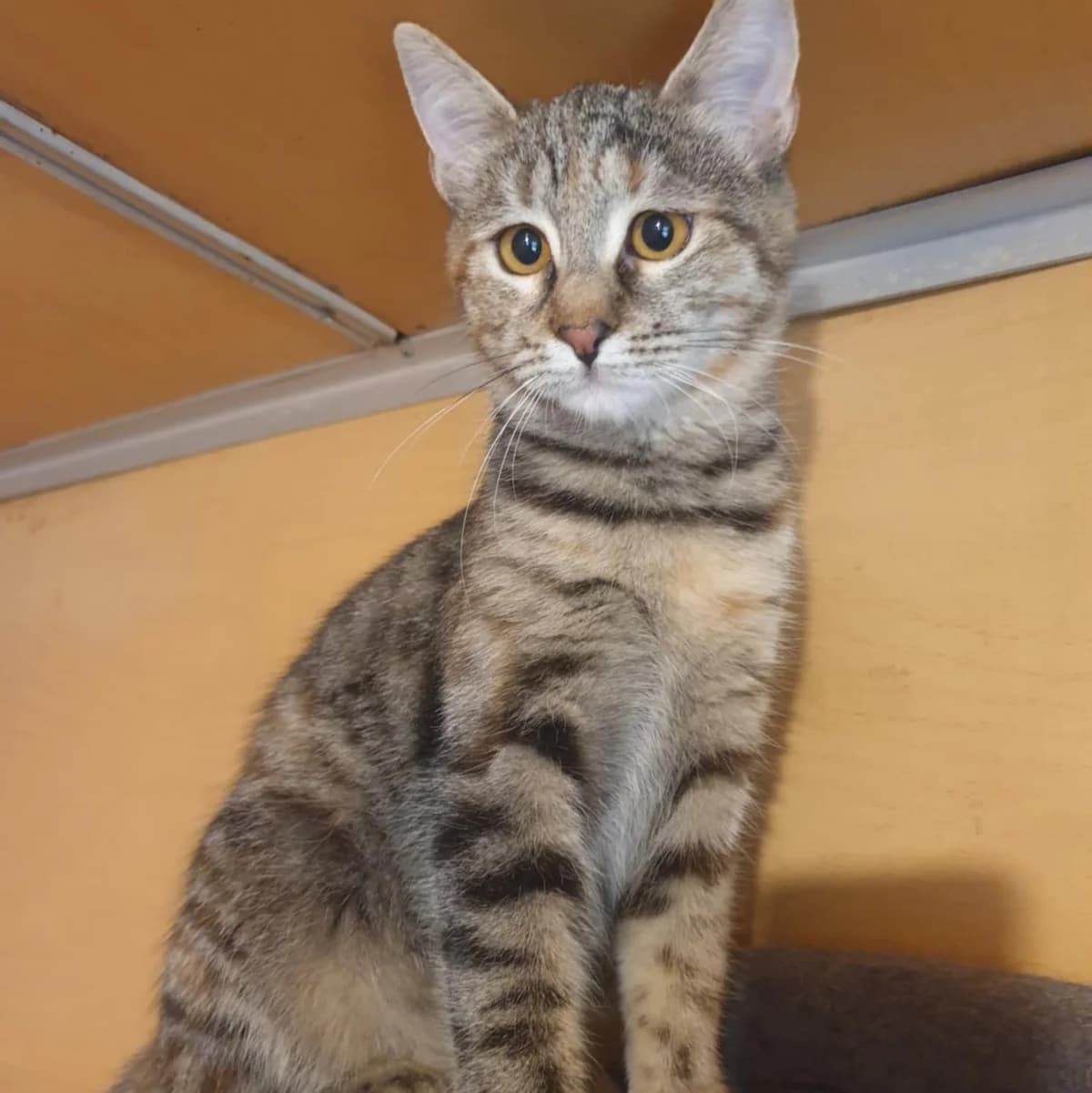 Emira Agathe, female Mixed Breed for adoption at Glücksnasen e.V. Tierschutzverein — photo 7 of 16