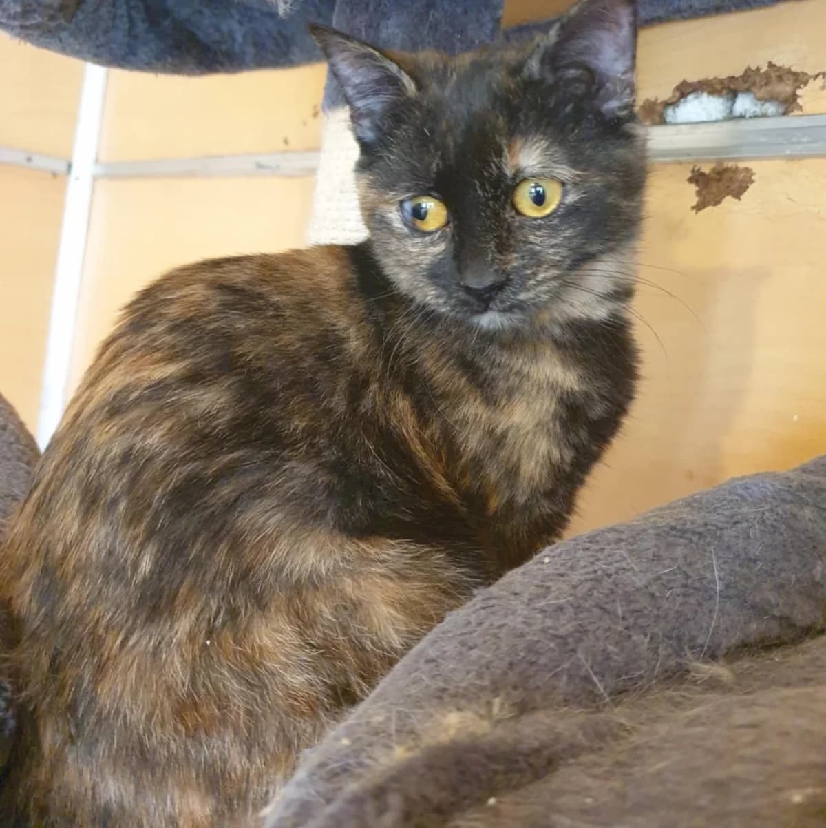 Emira Agathe, female Mixed Breed for adoption at Glücksnasen e.V. Tierschutzverein — photo 8 of 16