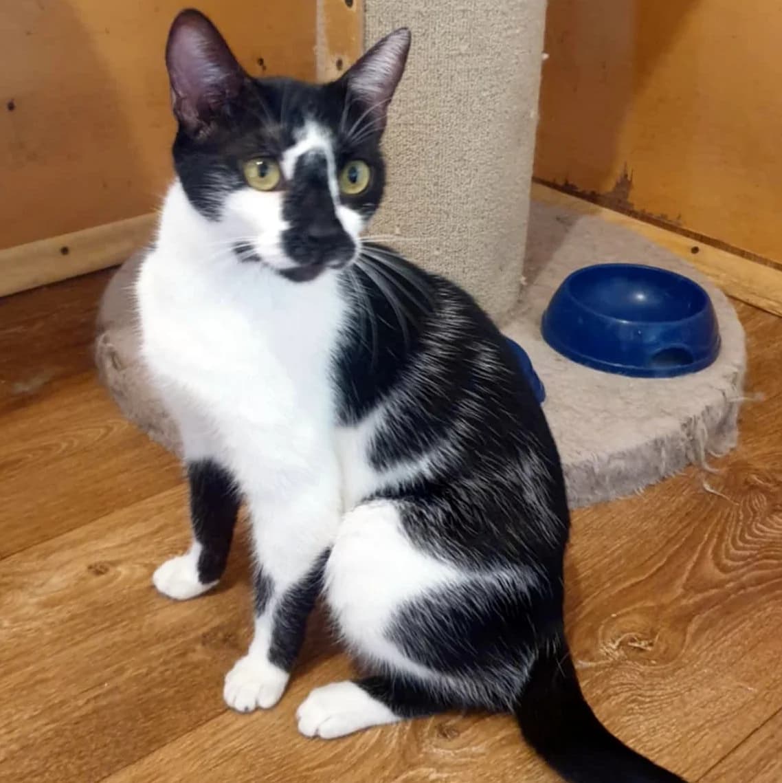 Felicia, female 5yo Mixed Breed for adoption at Glücksnasen e.V. Tierschutzverein
