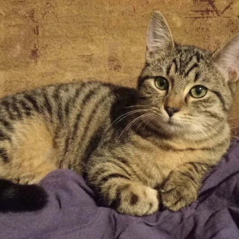 Finchen, female young Mixed Breed for adoption at Glücksnasen e.V. Tierschutzverein