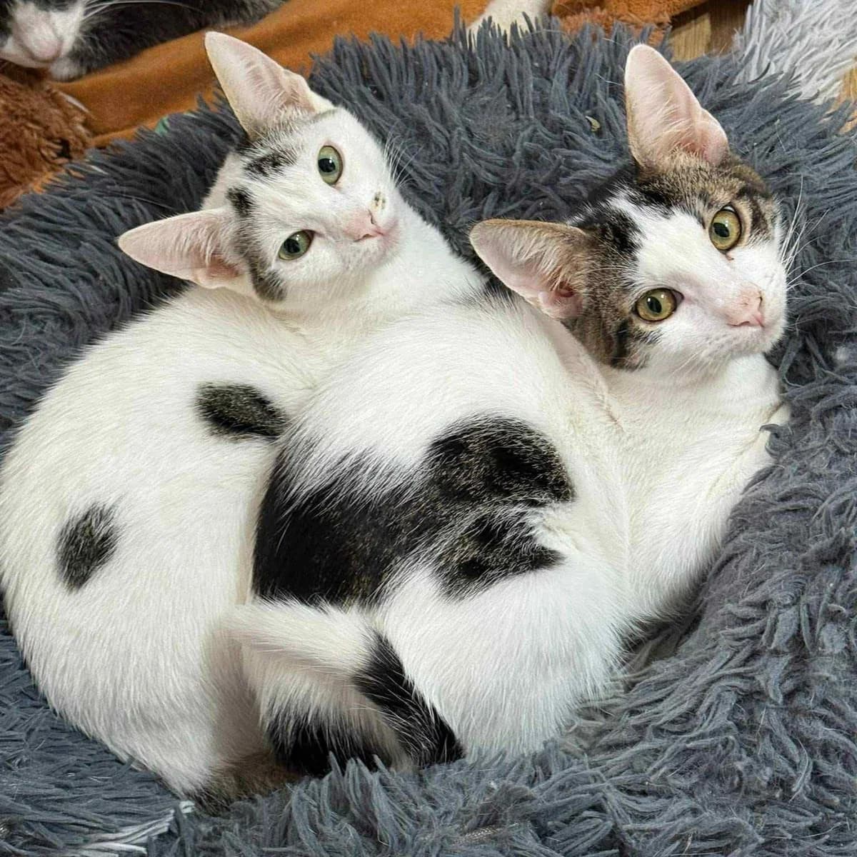 Finja Caner, male Mixed Breed for adoption at Glücksnasen e.V. Tierschutzverein