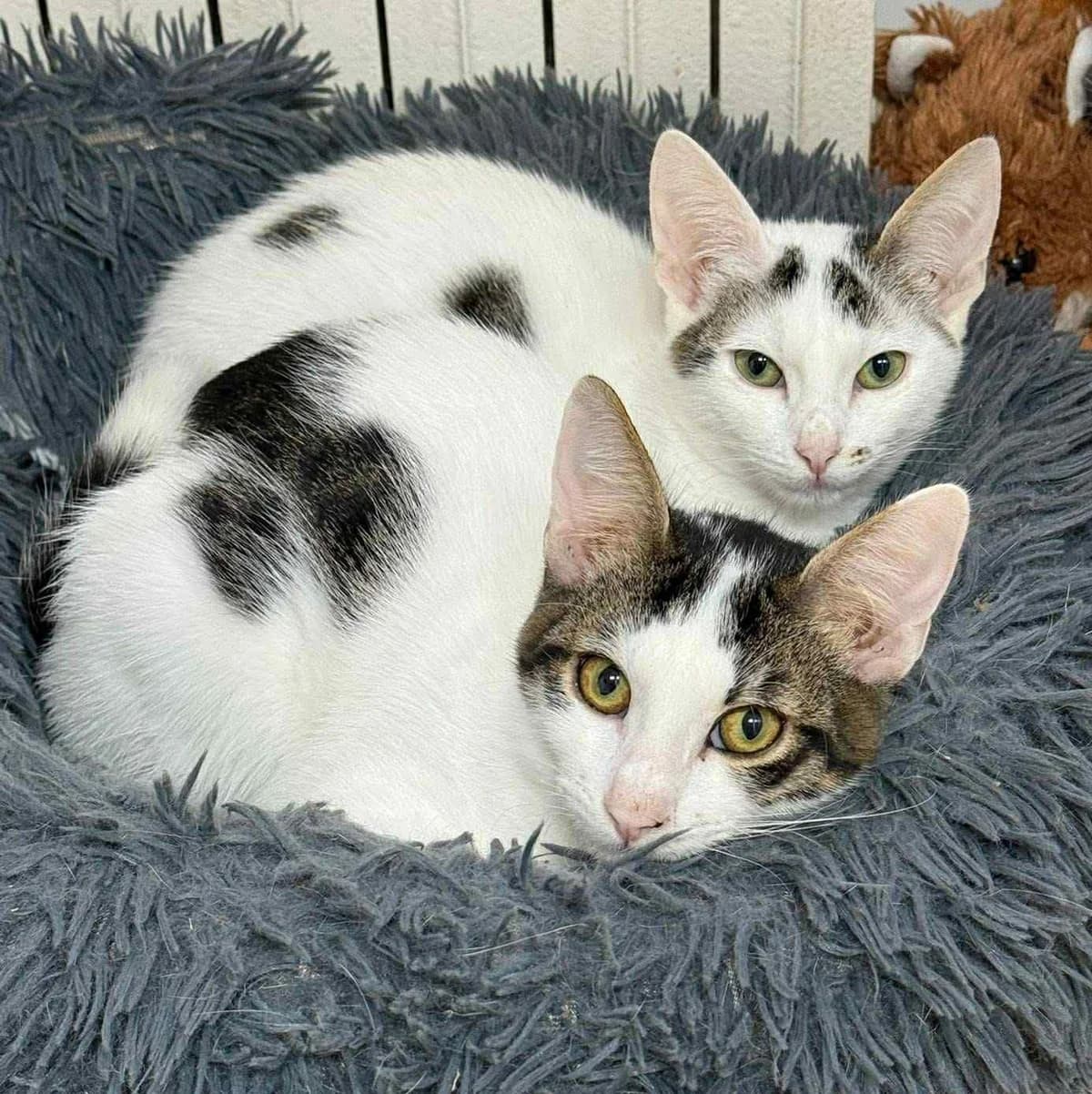 Finja Caner, male Mixed Breed for adoption at Glücksnasen e.V. Tierschutzverein — photo 2 of 16