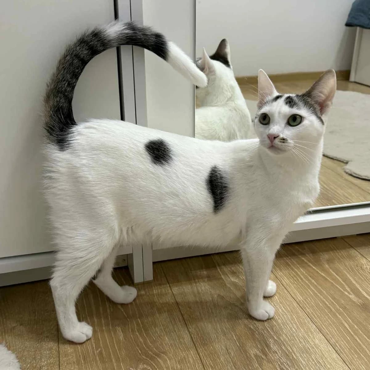 Finja Caner, male Mixed Breed for adoption at Glücksnasen e.V. Tierschutzverein — photo 3 of 16