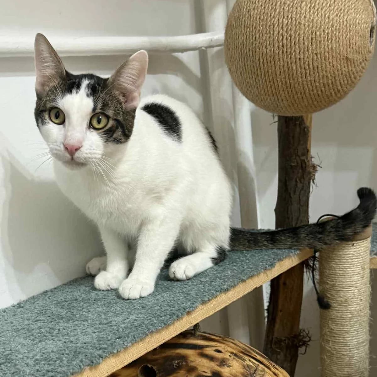 Finja Caner, male Mixed Breed for adoption at Glücksnasen e.V. Tierschutzverein — photo 4 of 16