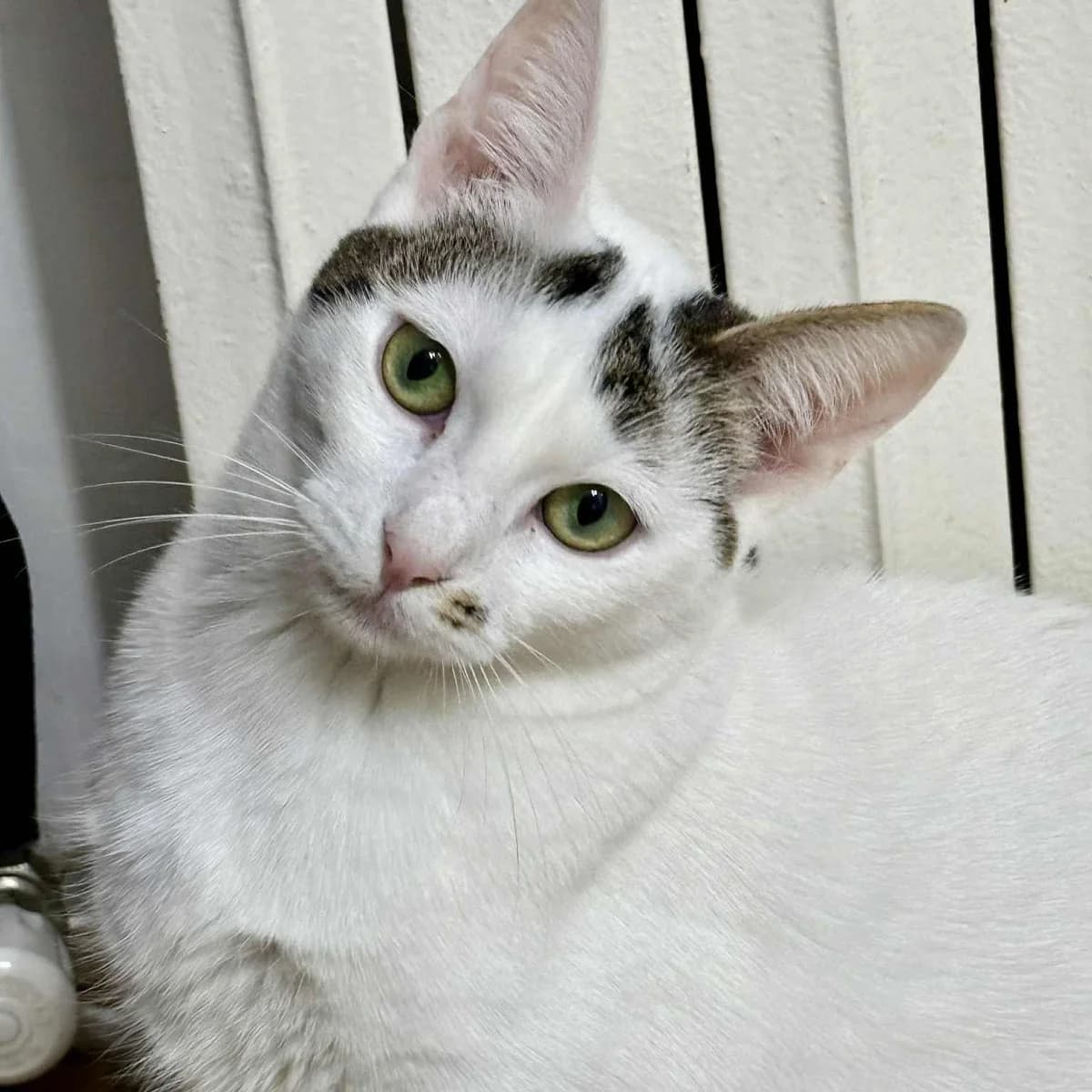 Finja Caner, male Mixed Breed for adoption at Glücksnasen e.V. Tierschutzverein — photo 5 of 16