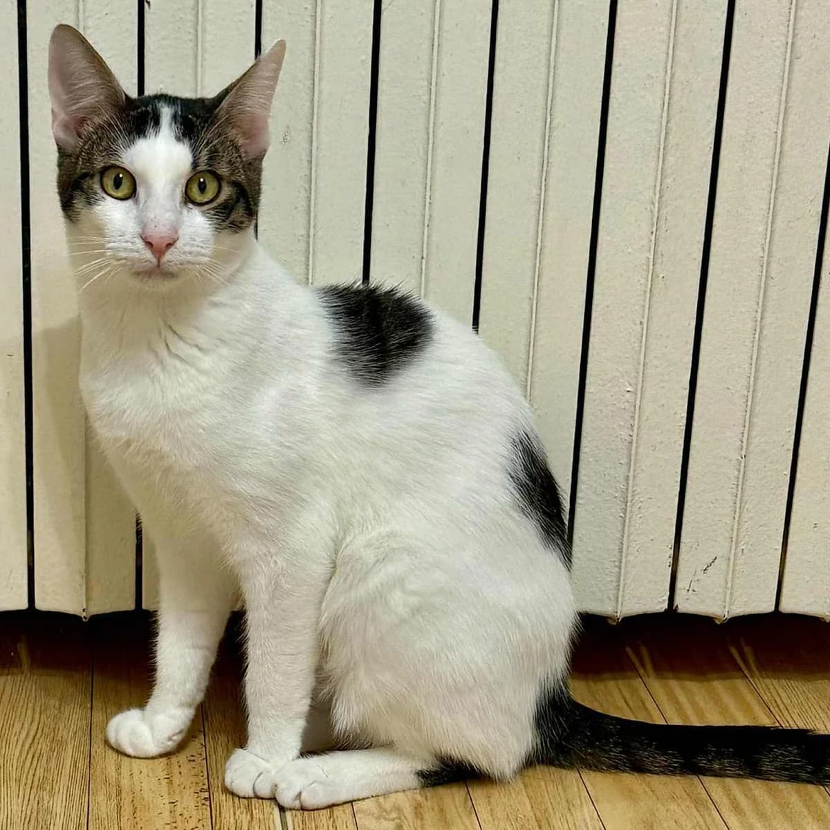 Finja Caner, male Mixed Breed for adoption at Glücksnasen e.V. Tierschutzverein — photo 6 of 16