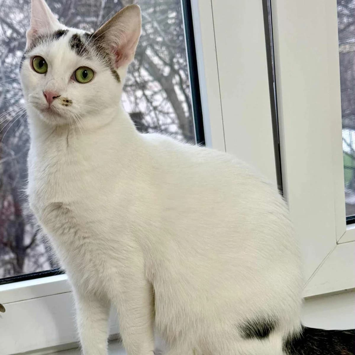 Finja Caner, male Mixed Breed for adoption at Glücksnasen e.V. Tierschutzverein — photo 7 of 16