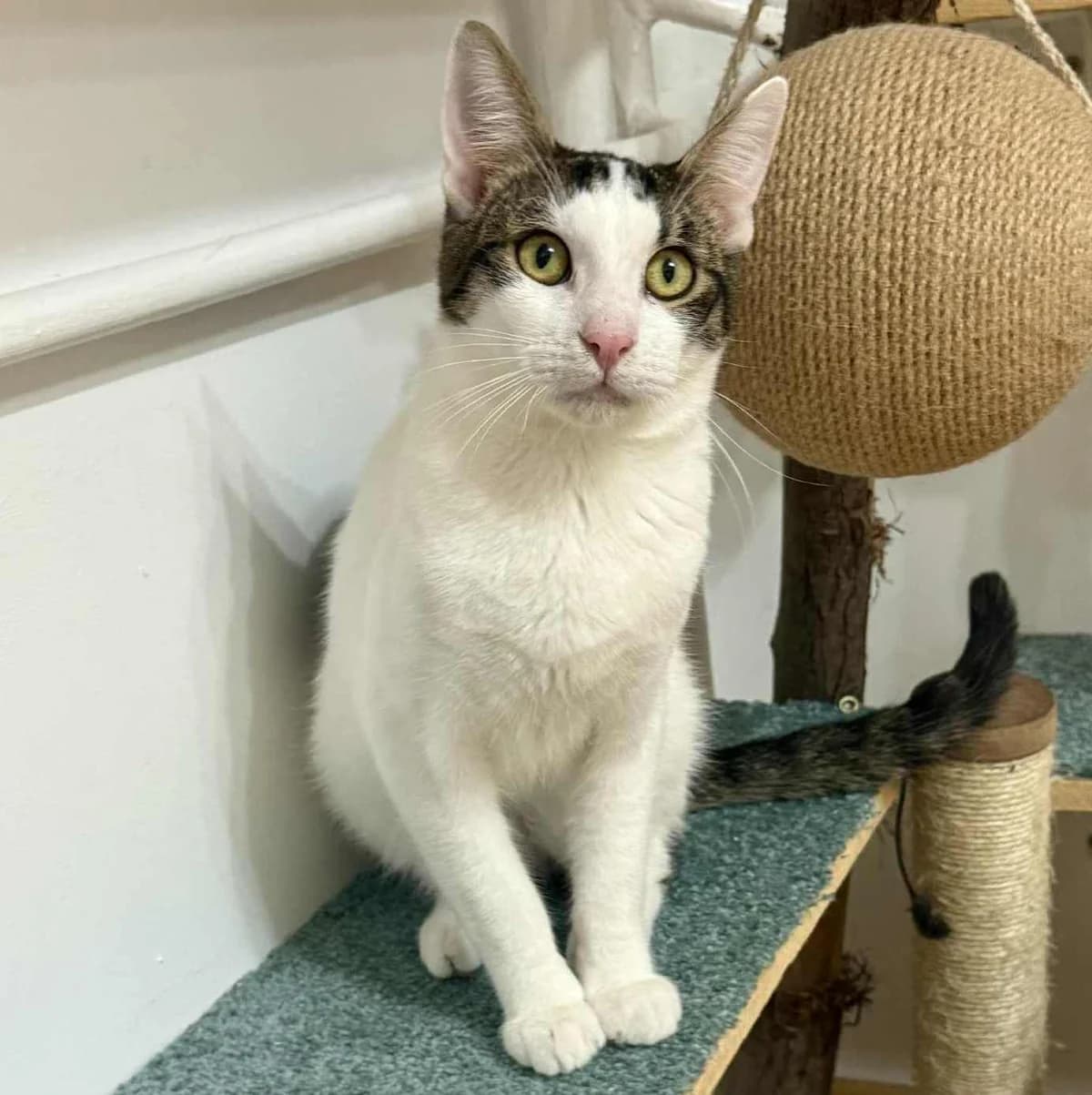 Finja Caner, male Mixed Breed for adoption at Glücksnasen e.V. Tierschutzverein — photo 8 of 16