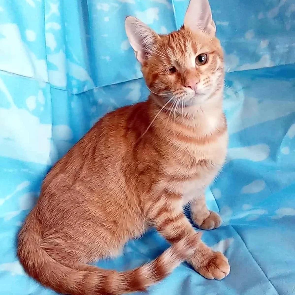 Goldie, female Mixed Breed for adoption at Glücksnasen e.V. Tierschutzverein