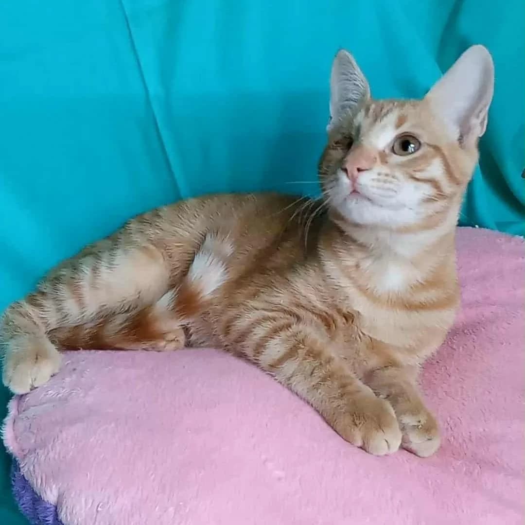 Goldie, female Mixed Breed for adoption at Glücksnasen e.V. Tierschutzverein — photo 2 of 12