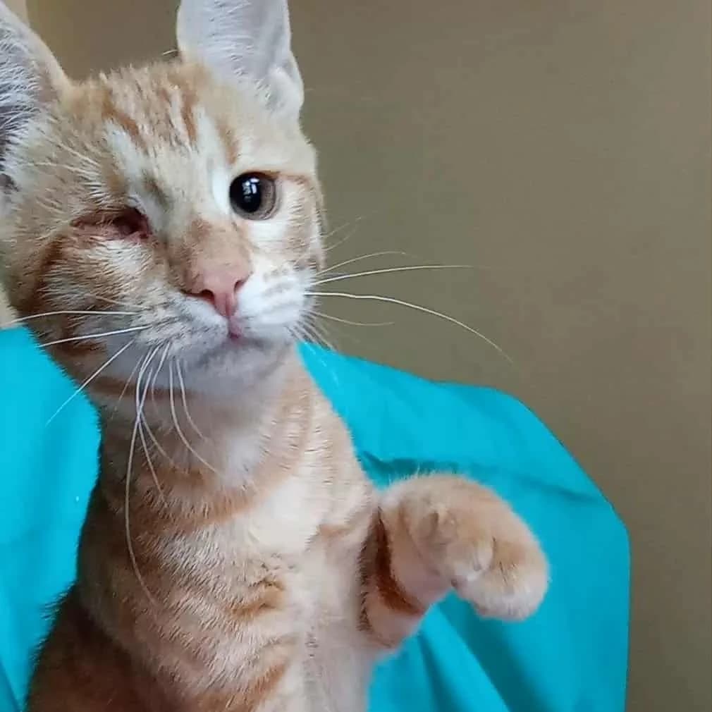 Goldie, female Mixed Breed for adoption at Glücksnasen e.V. Tierschutzverein — photo 3 of 12