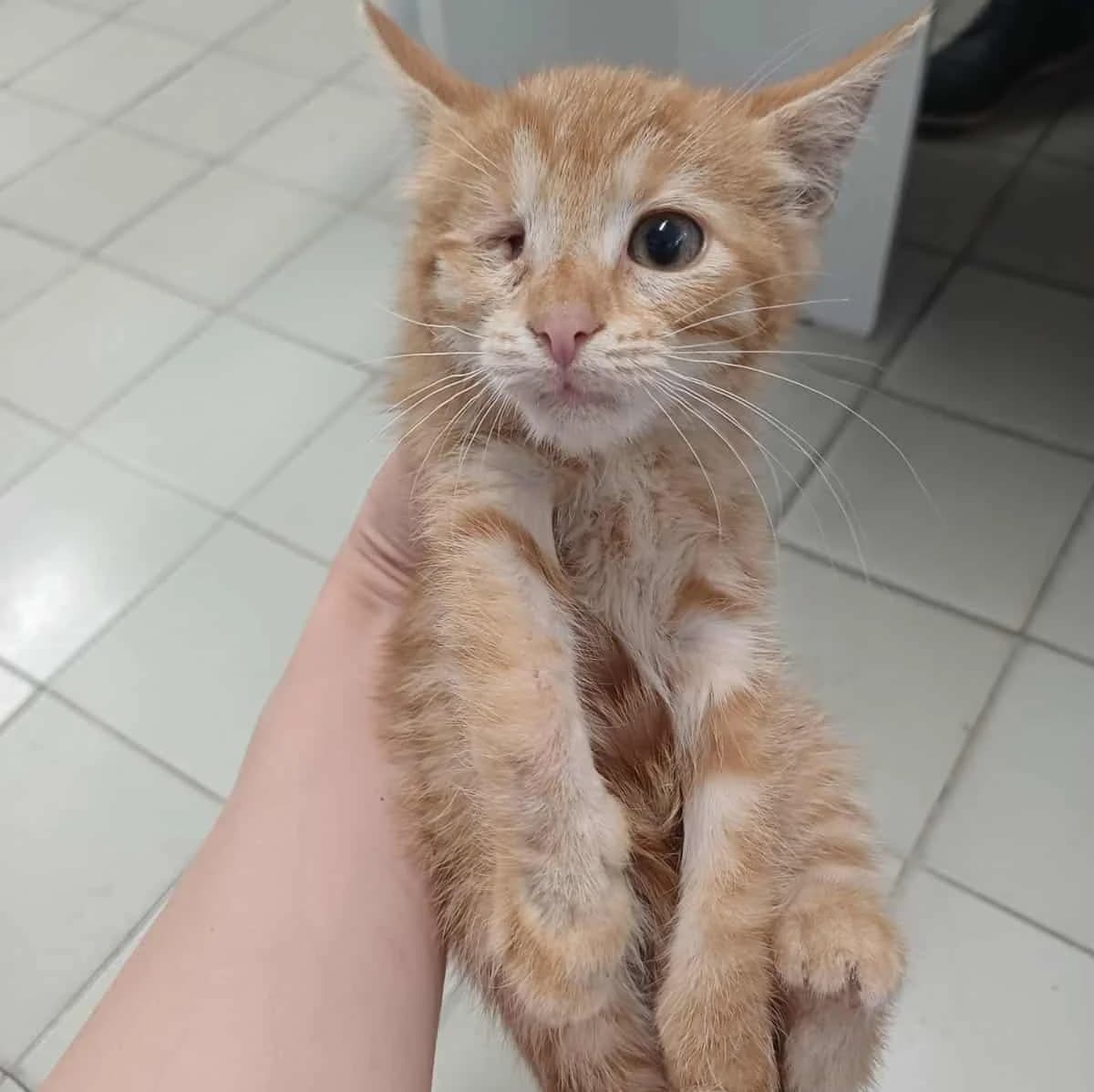 Goldie, female Mixed Breed for adoption at Glücksnasen e.V. Tierschutzverein — photo 4 of 12