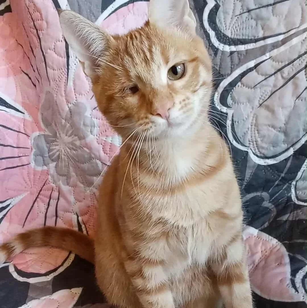 Goldie, female Mixed Breed for adoption at Glücksnasen e.V. Tierschutzverein — photo 5 of 12