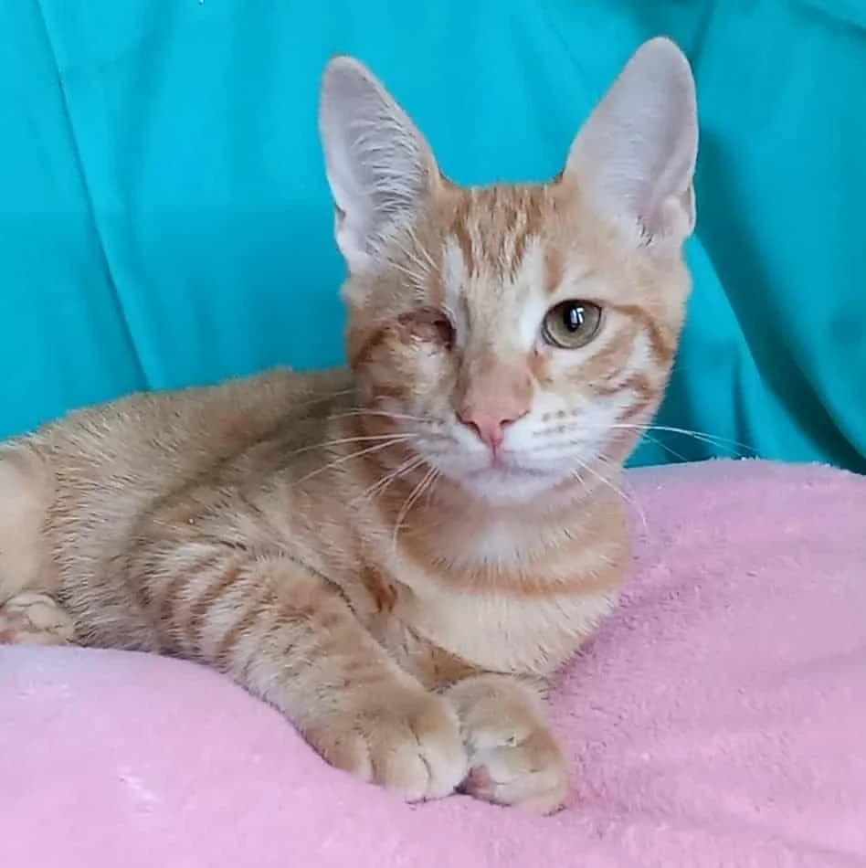 Goldie, female Mixed Breed for adoption at Glücksnasen e.V. Tierschutzverein — photo 6 of 12