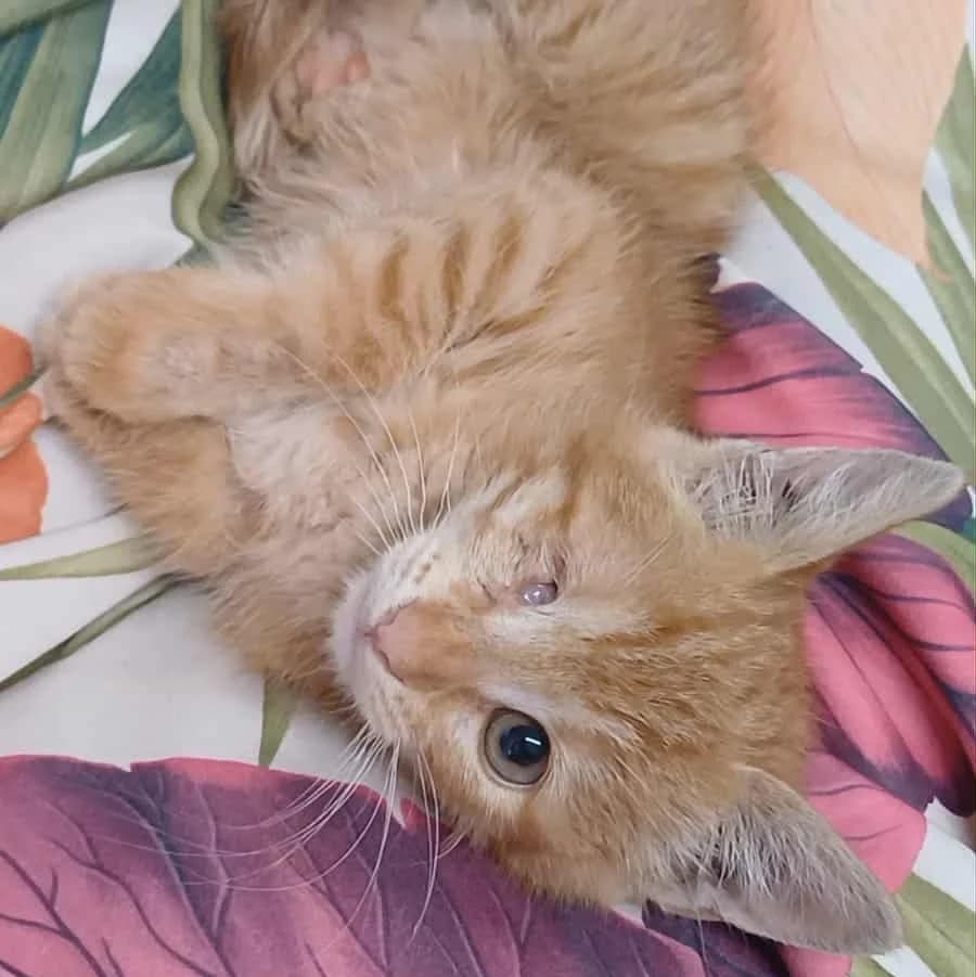 Goldie, female Mixed Breed for adoption at Glücksnasen e.V. Tierschutzverein — photo 7 of 12