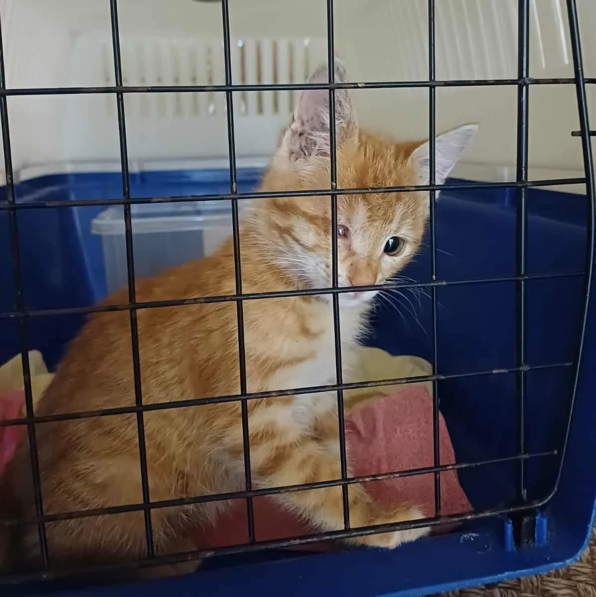 Goldie, female Mixed Breed for adoption at Glücksnasen e.V. Tierschutzverein — photo 8 of 12