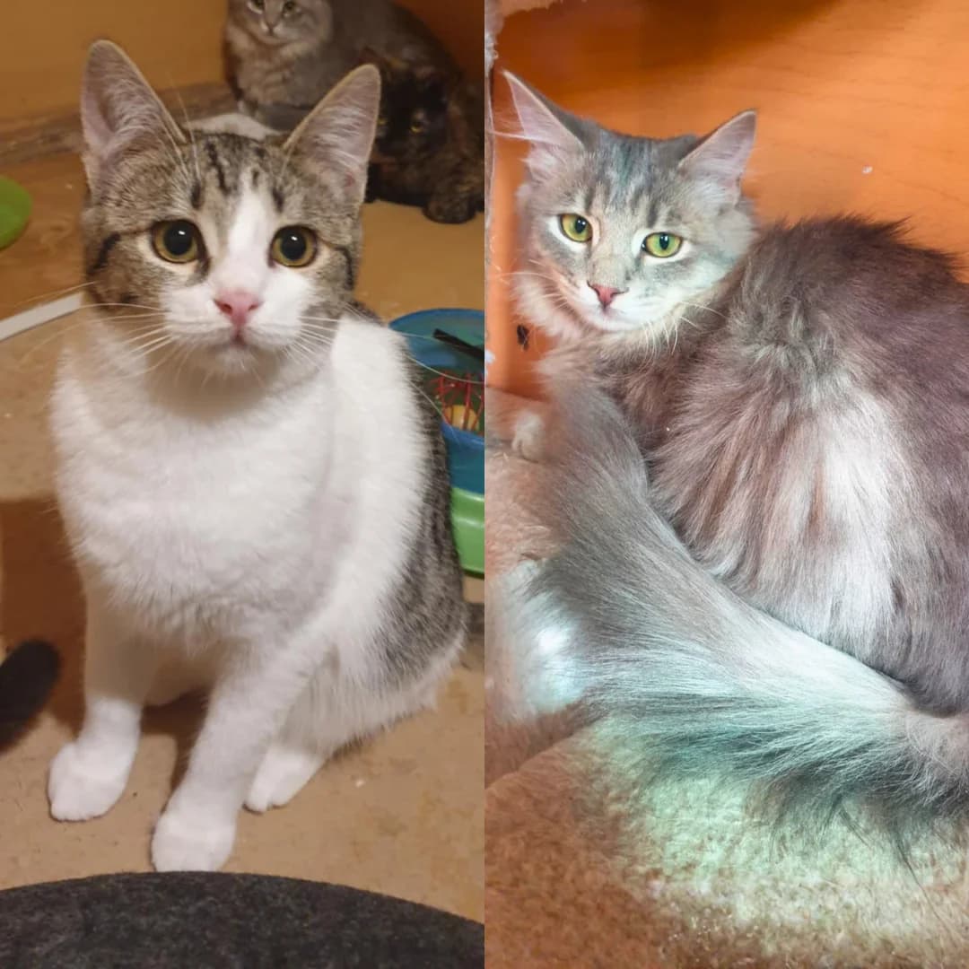 Henna Mizuki, male Mixed Breed for adoption at Glücksnasen e.V. Tierschutzverein