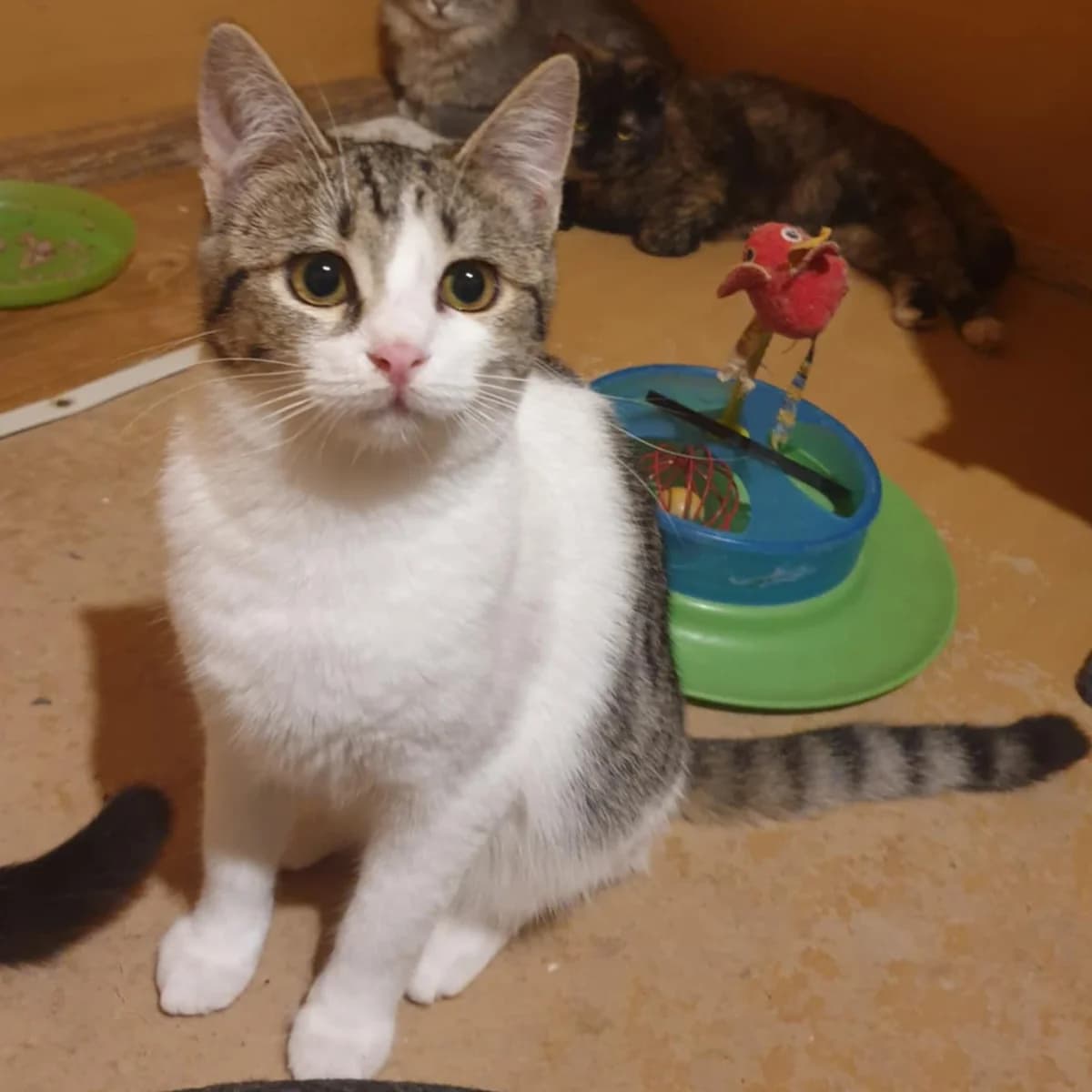 Henna Mizuki, male Mixed Breed for adoption at Glücksnasen e.V. Tierschutzverein — photo 2 of 19