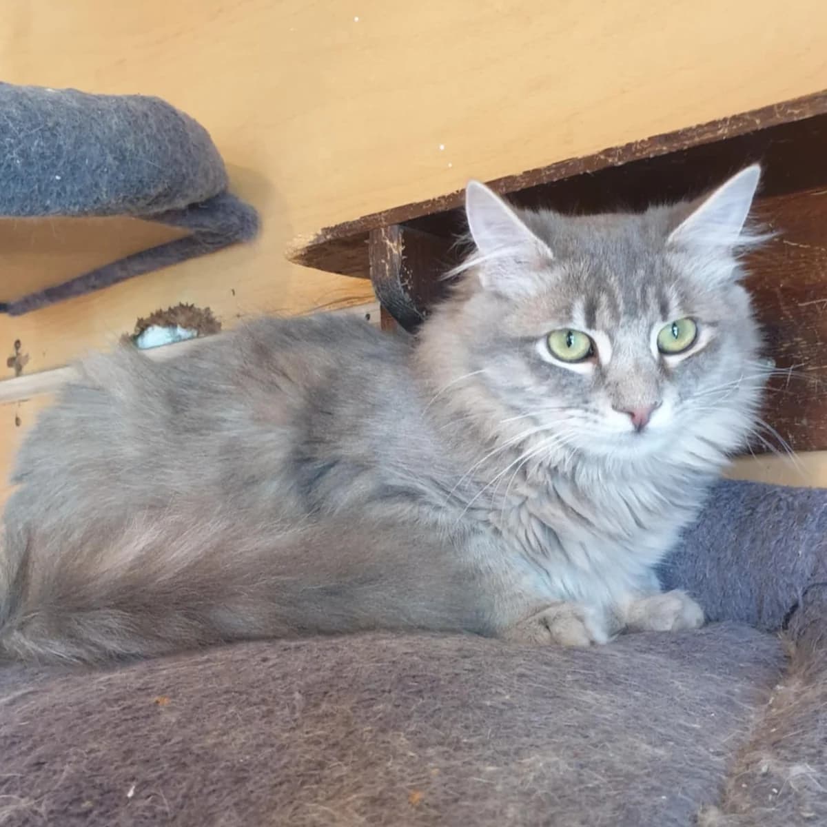 Henna Mizuki, male Mixed Breed for adoption at Glücksnasen e.V. Tierschutzverein — photo 3 of 19