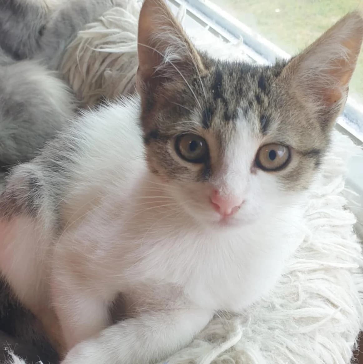 Henna Mizuki, male Mixed Breed for adoption at Glücksnasen e.V. Tierschutzverein — photo 4 of 19