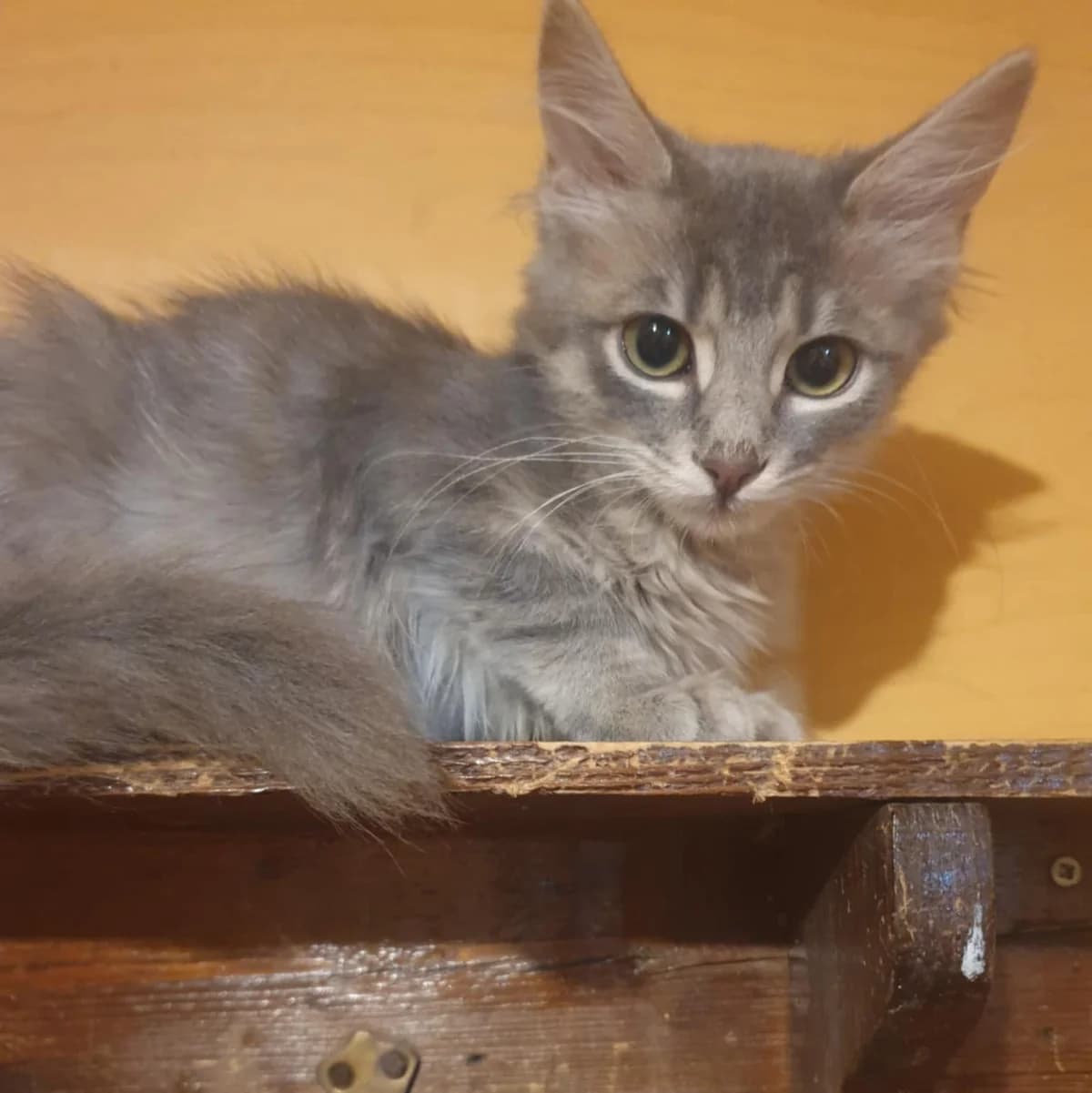 Henna Mizuki, male Mixed Breed for adoption at Glücksnasen e.V. Tierschutzverein — photo 5 of 19