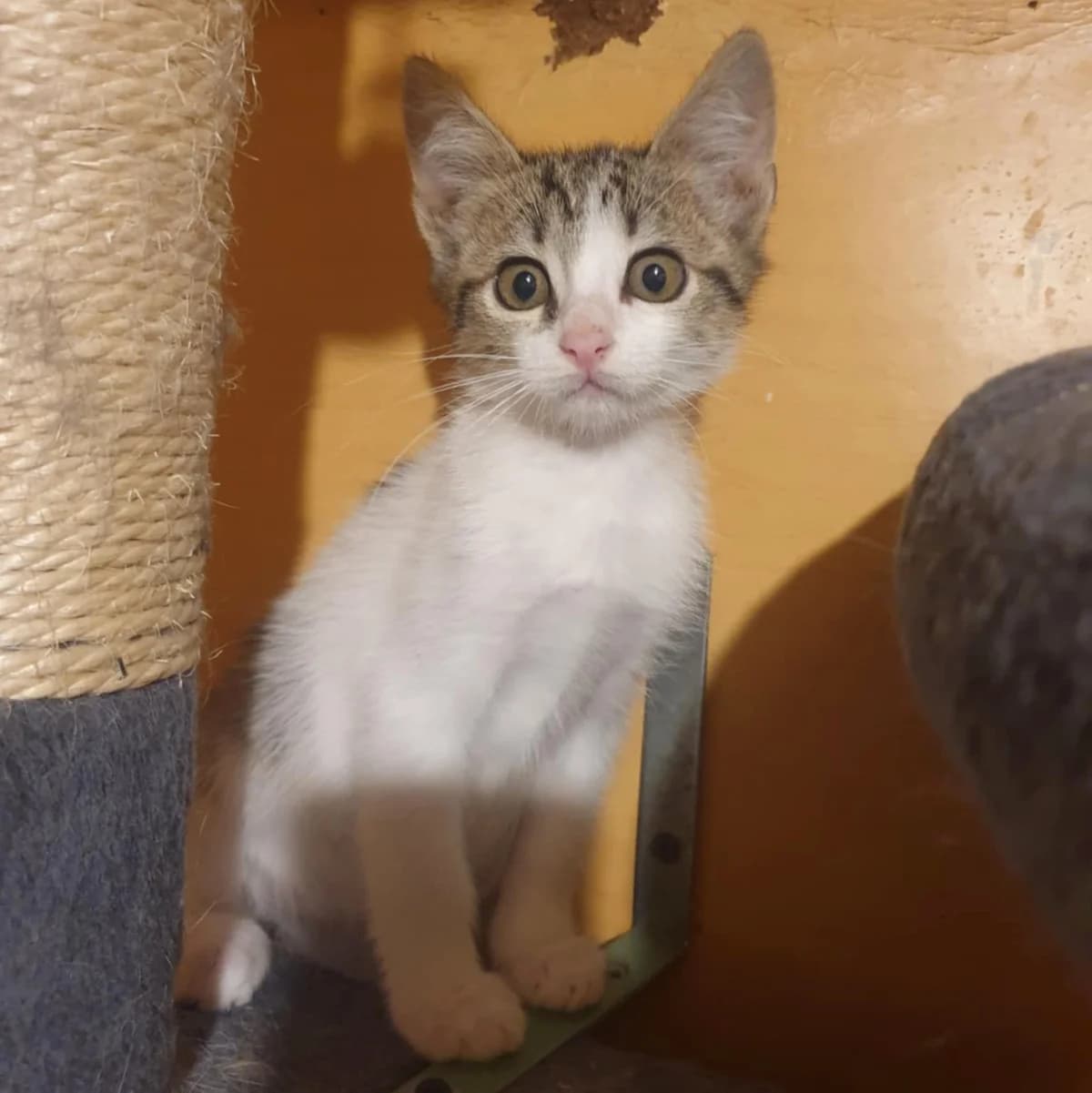 Henna Mizuki, male Mixed Breed for adoption at Glücksnasen e.V. Tierschutzverein — photo 6 of 19