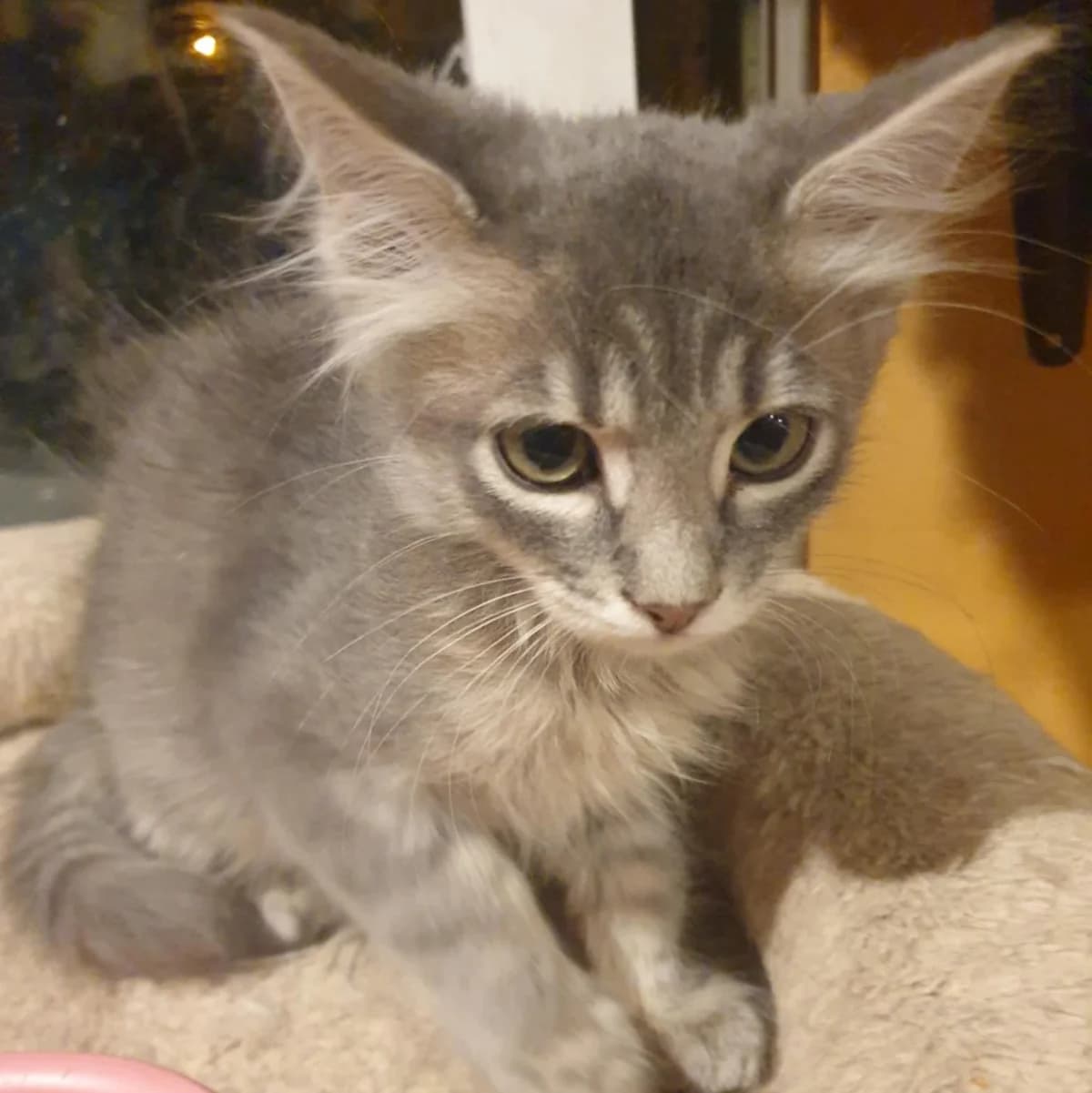 Henna Mizuki, male Mixed Breed for adoption at Glücksnasen e.V. Tierschutzverein — photo 7 of 19